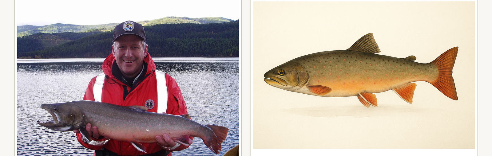 Fishin Prints AI-generated bull trout reference and print example